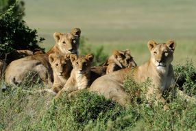 Фреска семейство львов